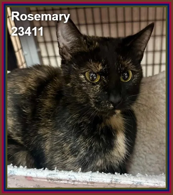 An adult medium-sized female Tortoiseshell Domestic Short Hair cat named Rosemary for adoption in Marietta, GA