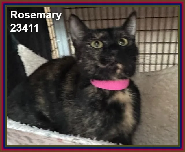 Rosemary thumbnail 2