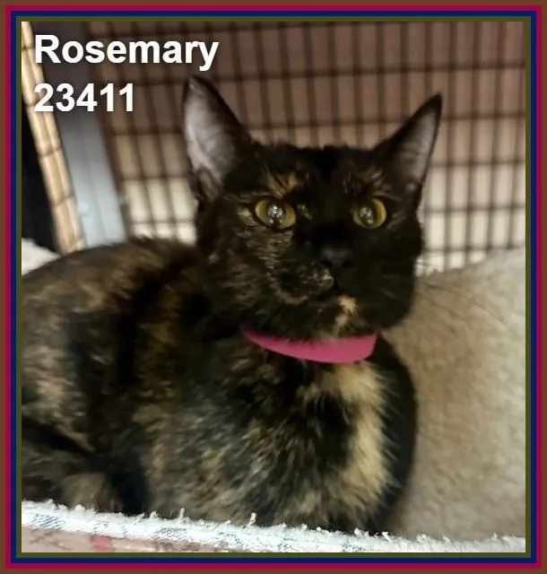 Rosemary thumbnail 3