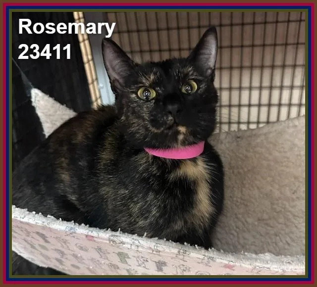 Rosemary thumbnail 4