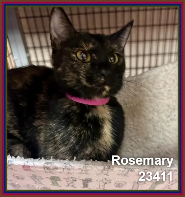 Rosemary thumbnail 5