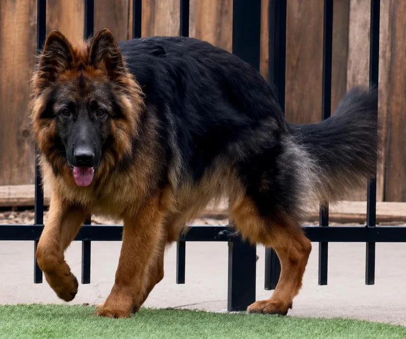 A young large-sized male German Shepherd Dog dog named Kiba for adoption in Dallas, TX