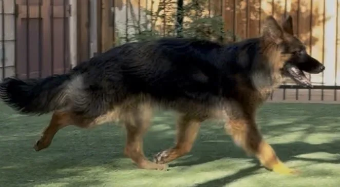 Kiba thumbnail 3