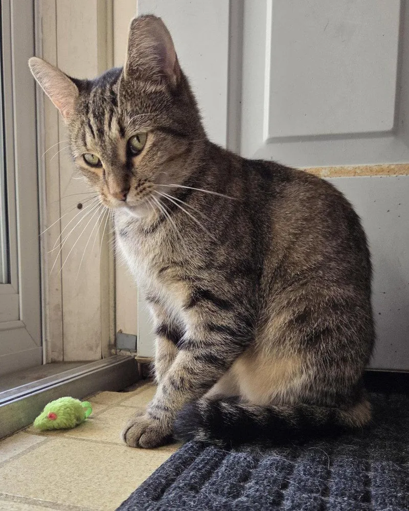 A young medium-sized female Domestic Short Hair cat named Xena for adoption in Brook Park, OH