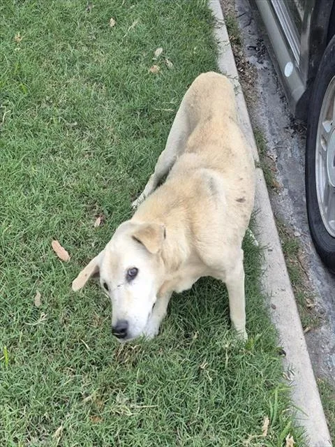 An adult medium-sized male Labrador Retriever dog named Leon for adoption in San Antonio, TX