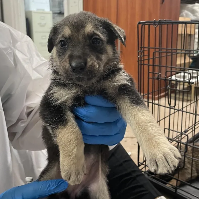 A baby small-sized female Black Shepherd dog named Twain for adoption in Edinburg, TX