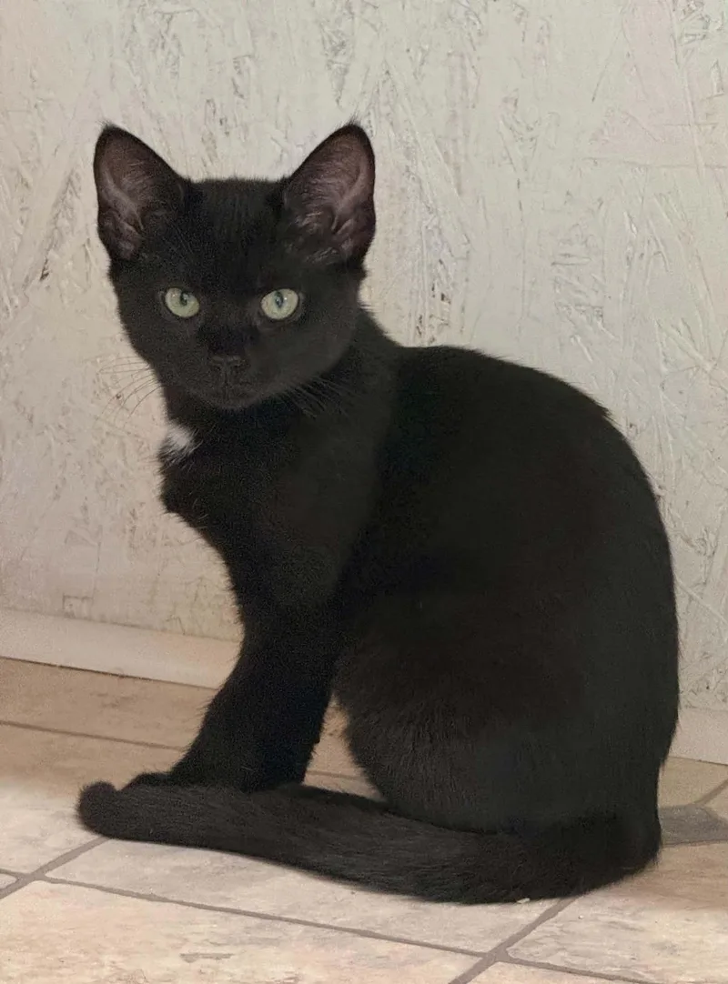 A young medium-sized female Black Domestic Short Hair cat named Greta for adoption in Talbott, TN