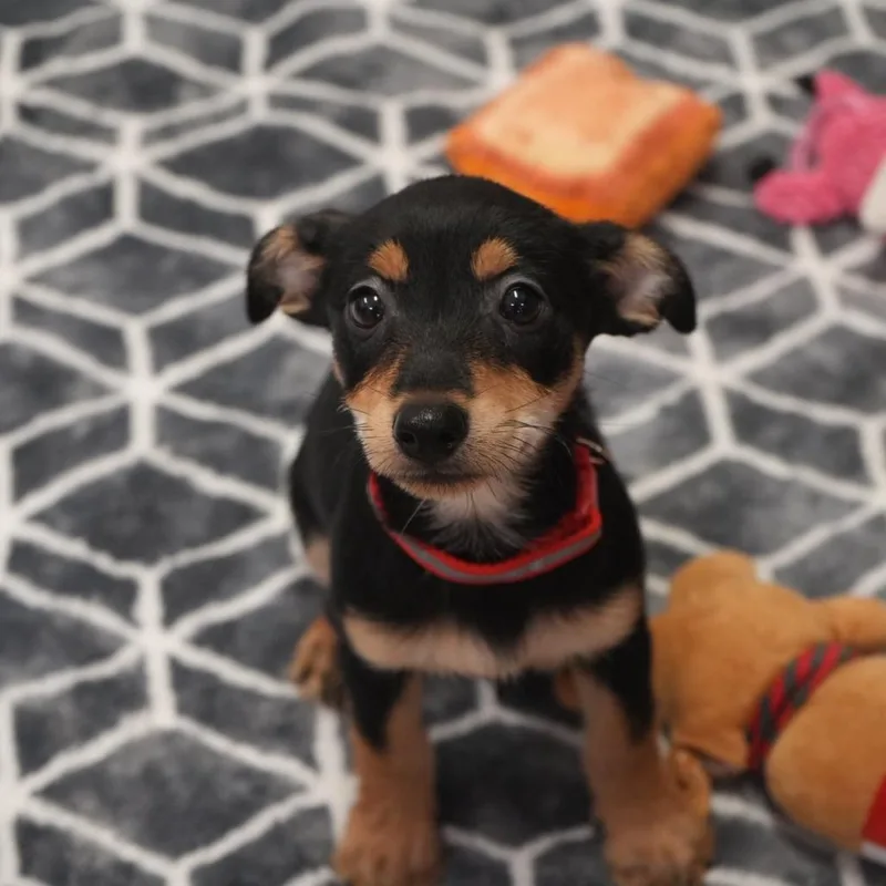 A baby small-sized female Chihuahua dog named Pepper for adoption in Coachella, CA