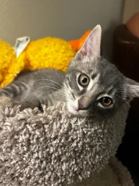 A baby small-sized male Domestic Short Hair cat named Sebastian for adoption in Burbank, CA