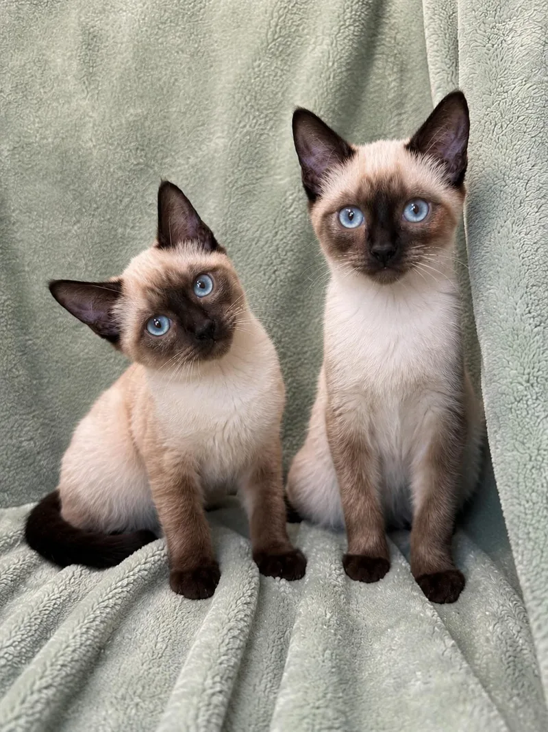 A baby medium-sized female Chocolate Point Siamese cat named Smurf for adoption in Greensboro, NC
