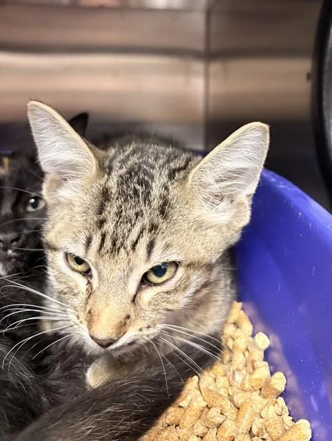 A baby small-sized male Domestic Short Hair cat named Minnow for adoption in Killeen, TX