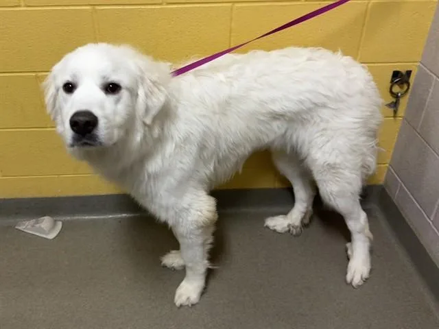 A young large-sized male Great Pyrenees dog named Murphy for adoption in Colorado Springs, CO