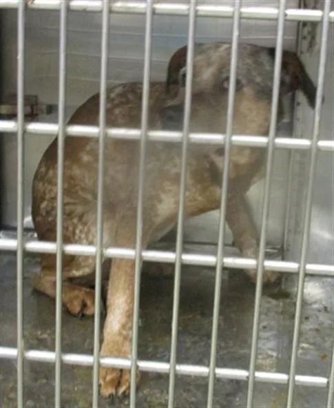 An adult large-sized female Staffordshire Bull Terrier dog named Dolce for adoption in Oklahoma City, OK