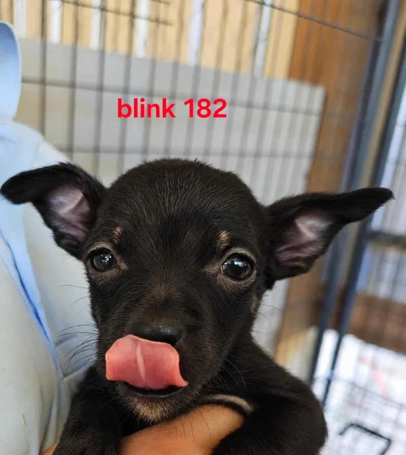 A baby small-sized male Mixed Breed dog named Blink for adoption in Panama city, FL