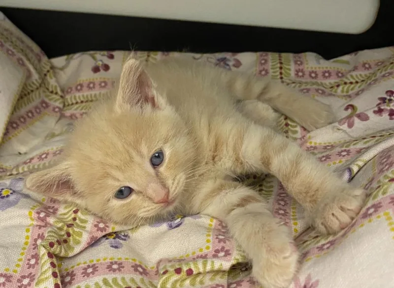 A baby medium-sized male Domestic Short Hair cat named Finn for adoption in Portland, IN