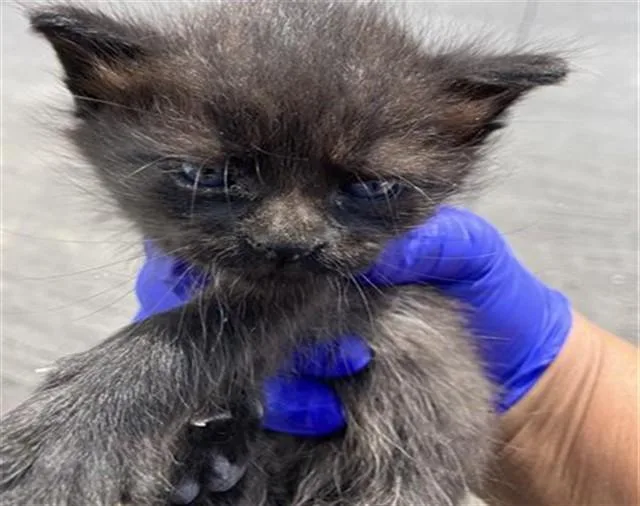 A baby medium-sized male Domestic Short Hair cat named Shadow for adoption in Dallas, TX