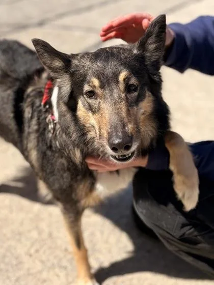 An adult medium-sized female Mixed Breed dog named Sandy for adoption in Fairfax, VA