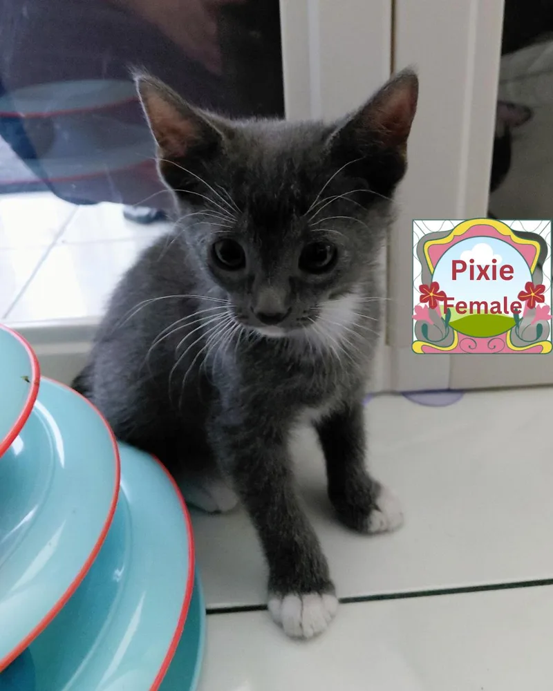 A baby medium-sized female Gray & White Domestic Short Hair cat named Pixie for adoption in Largo, FL