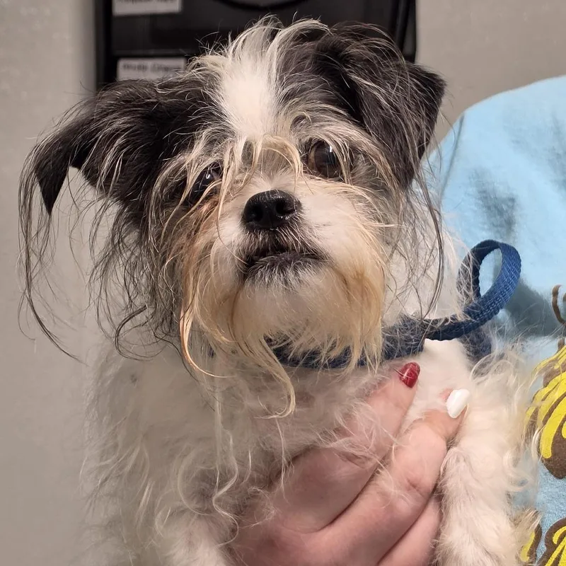 An adult small-sized male Black Mixed Breed dog named Domino for adoption in Troy, IL