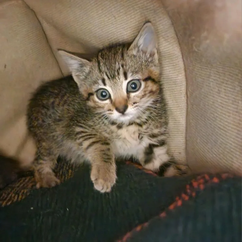 A baby small-sized male Brown / Chocolate Domestic Short Hair cat named Thimble for adoption in Columbus, NC
