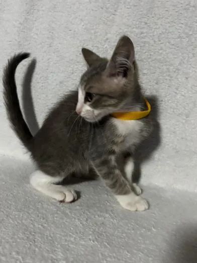 A baby medium-sized male Gray & White Domestic Short Hair cat named Elvis for adoption in Liverpool, TX