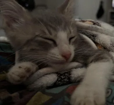 Elvis thumbnail 3
