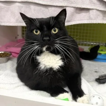 An adult large-sized male Black Domestic Short Hair cat named Meatball for adoption in Kansas City, MO
