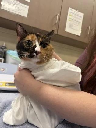 An adult medium-sized female Domestic Short Hair cat named Bulbasaur for adoption in Fishers, IN