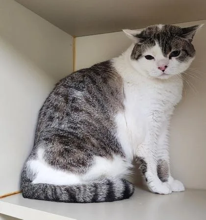 An adult small-sized female Domestic Short Hair cat named Snowball for adoption in Fairfax, VA