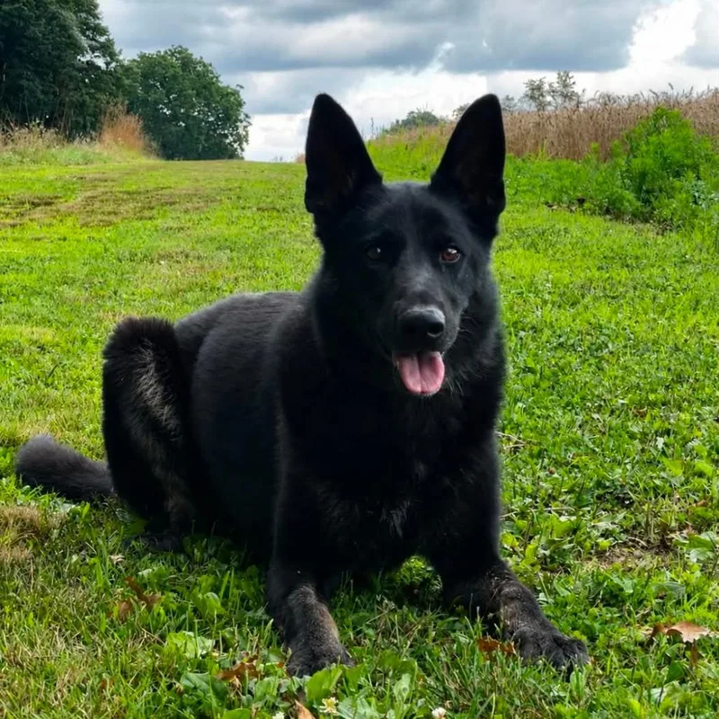 An adult extra large-sized male Black German Shepherd Dog dog named Sirius for adoption in New Ringgold, PA