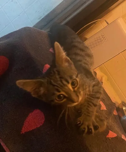 A baby medium-sized male Tabby (Gray / Blue / Silver) Domestic Short Hair cat named Curly for adoption in Sterling Heights, MI