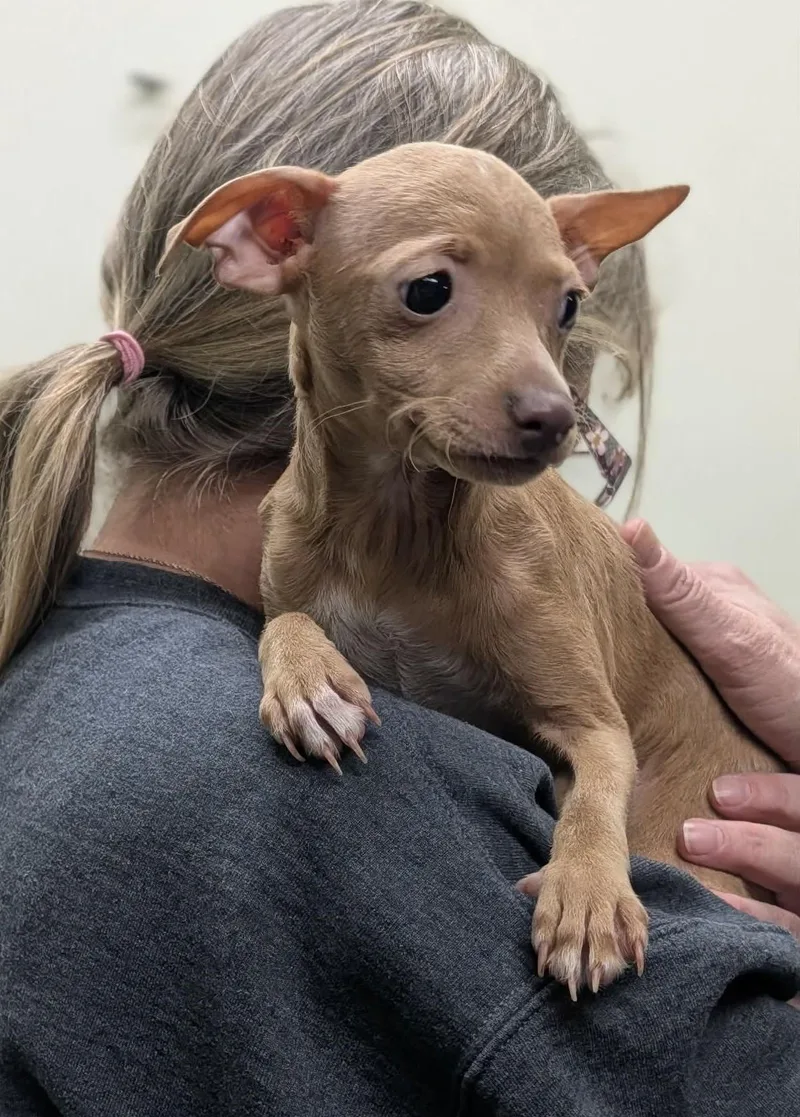 A young small-sized female Yellow / Tan / Blond / Fawn Chihuahua dog named Dulce And Chica for adoption in Shawnee Mission, KS