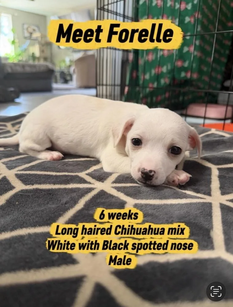 A baby small-sized male White / Cream Chihuahua dog named Forelle for adoption in Vancouver, WA