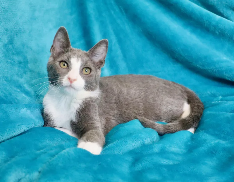 A baby medium-sized male Tuxedo cat named Polar for adoption in Saint Augustine, FL