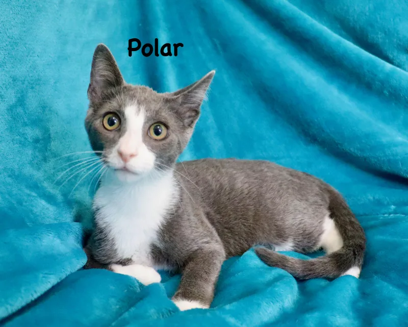 Polar thumbnail 2