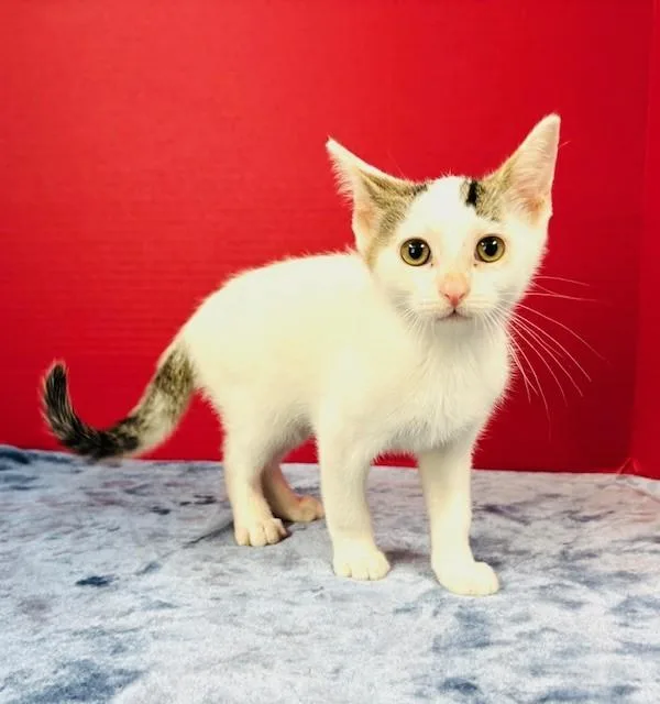 A baby medium-sized male White Domestic Short Hair cat named Sunglasses for adoption in Hawk Point, MO