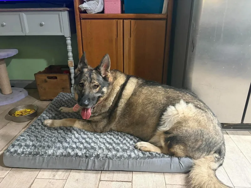 An adult large-sized female German Shepherd Dog dog named Girl shepherd for adoption in Panama City, FL