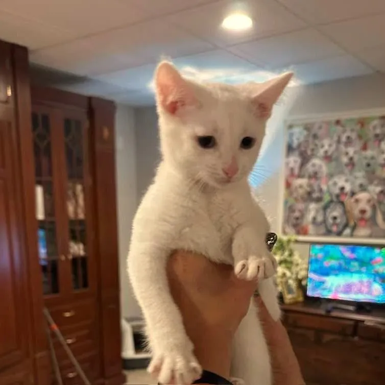 Toulouse thumbnail 2