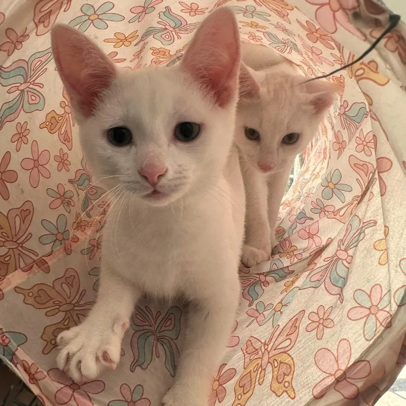 Toulouse thumbnail 3