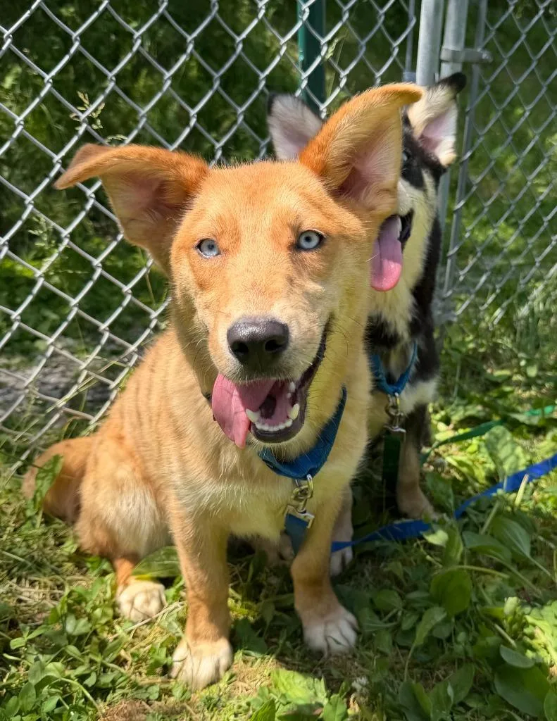 A baby medium-sized female Mixed Breed dog named Hera for adoption in Hyde Park, NY