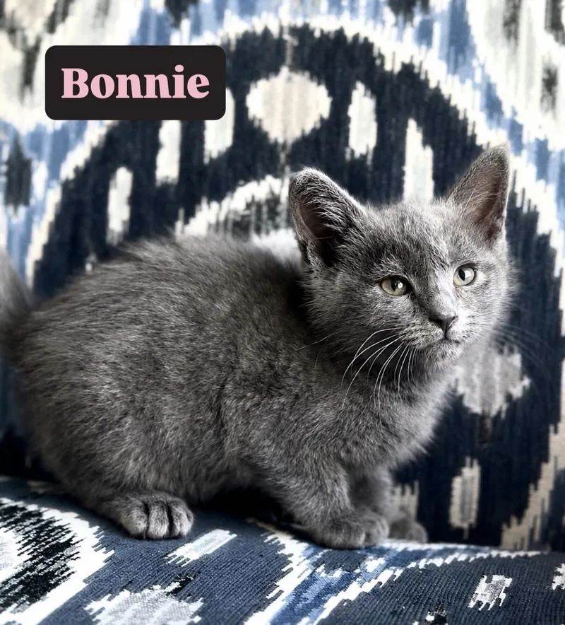 A baby medium-sized female Gray / Blue / Silver Russian Blue cat named Bonnie for adoption in Crown Point, IN