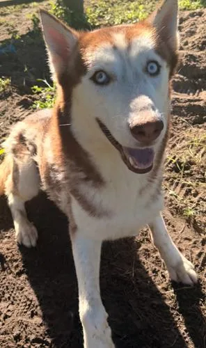 A baby medium-sized male Siberian Husky dog named LeRoy for adoption in Jackson, LA