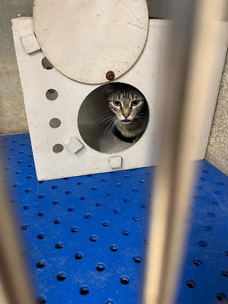 A young medium-sized female Domestic Short Hair cat named Reah for adoption in Benton, AR