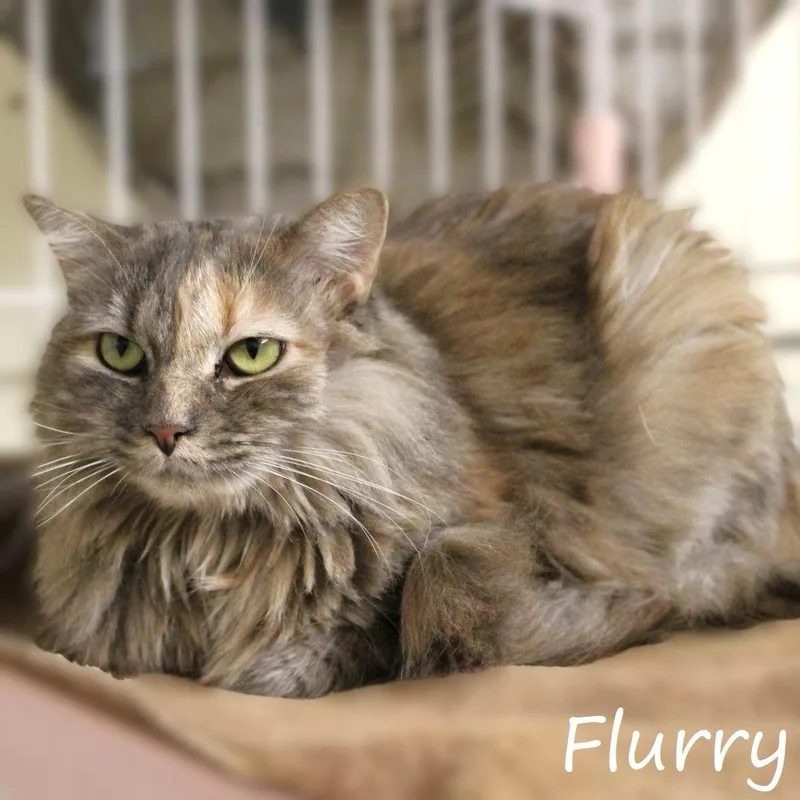 Flurry