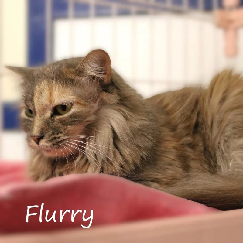 Flurry thumbnail 2