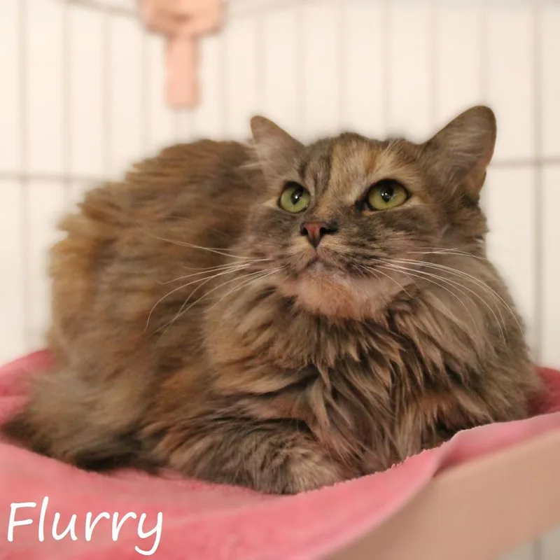 Flurry thumbnail 3