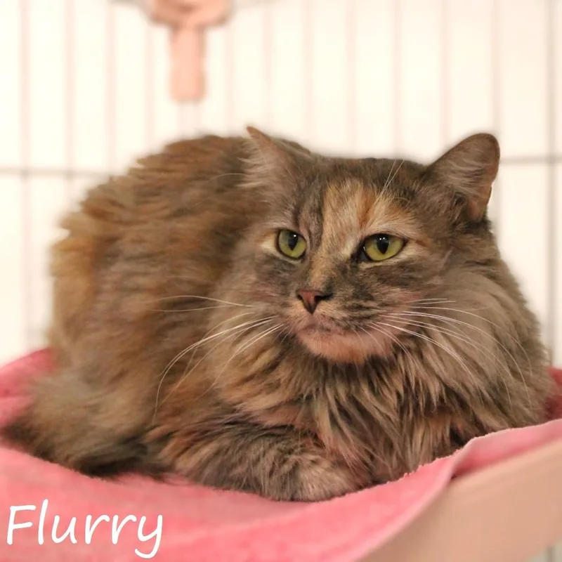 Flurry thumbnail 4