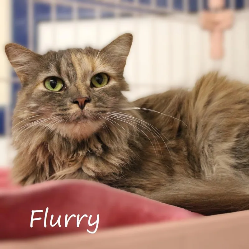 Flurry thumbnail 5