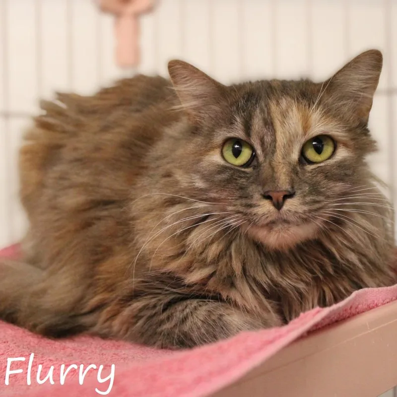 Flurry thumbnail 6