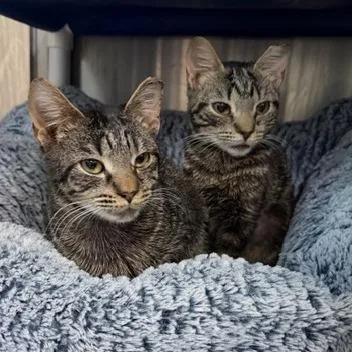 A young small-sized male Domestic Short Hair cat named Koa for adoption in Cumming, GA